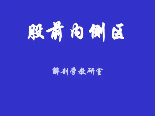 股前内侧区解剖