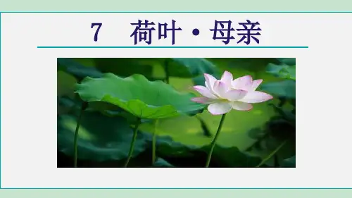 部编版七年级上册语文《荷叶母亲》PPT优质课件