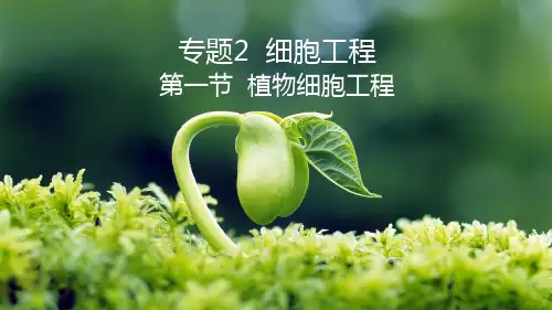 人教版高中生物选修3专题二植物细胞工程的基本技术(课件 共22张PPT)