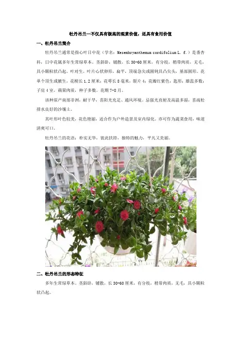 牡丹吊兰—不仅具有极高的观赏价值,还具有食用价值【经典推荐】
