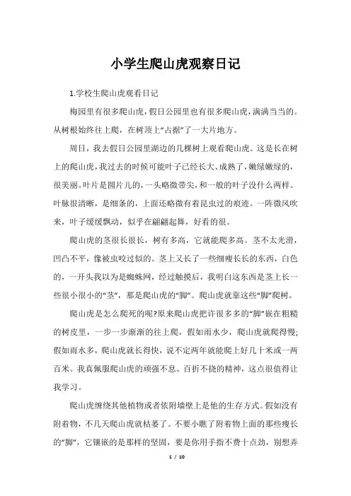 小学生爬山虎观察日记