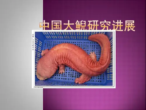 中国大鲵