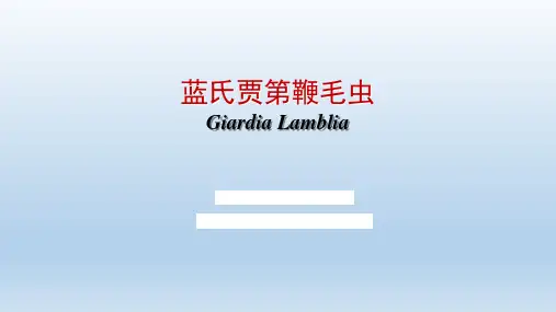 29 蓝氏贾第鞭毛虫
