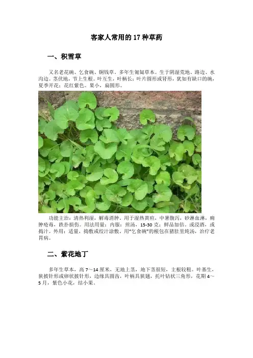 客家人常用的17种草药