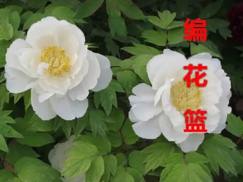 《编花篮》音乐PPT课件2