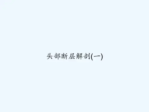 头部断层解剖(一) PPT