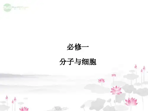 高考生物一轮复习 1 细胞的基本结构课件 新人教版