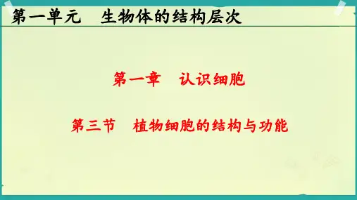 第三节+植物细胞的结构与功能课件-2024--2025学年苏教版生物七年级上册