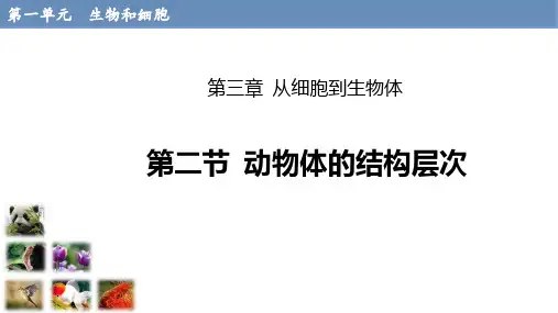 1.3.2动物体的结构层次课件(共20张PPT)人教版七年级上册