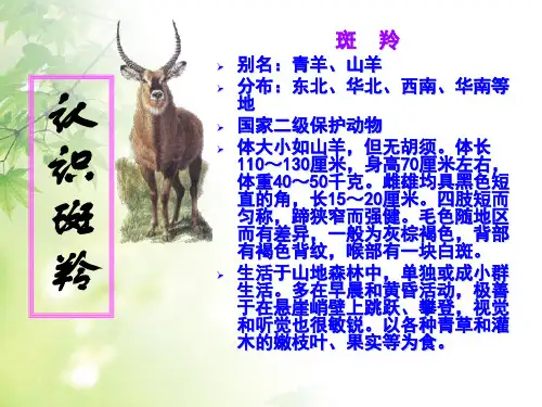 《斑羚飞渡》课件