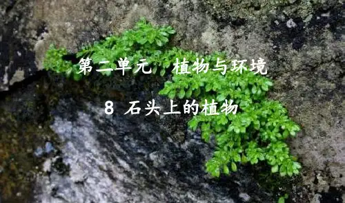 苏教版科学三年级下册8、石头上的植物  课件(22张ppt)