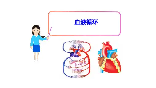 北师大版生物七年级下册： 血液循环  课件