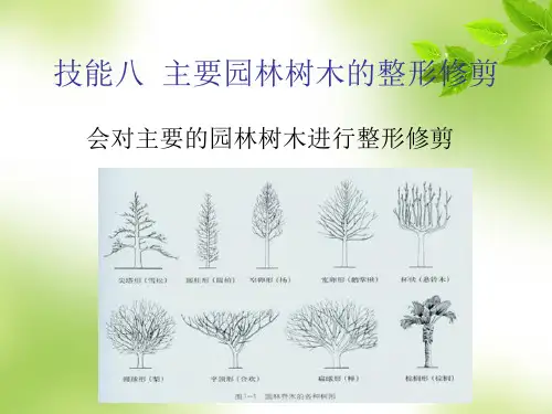 技能八  主要园林树木的整形修剪