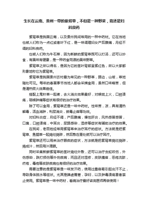 生长在云南、贵州一带的紫背草，不但是一种野菜，竟还是妇科良药