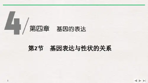 《基因表达与性状的关系》基因的表达ppt教材课件