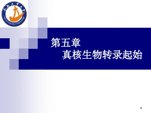 分子生物学 PPT精选文档