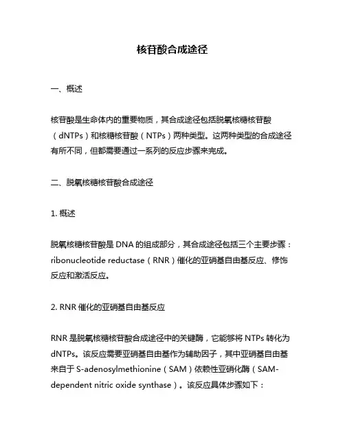 核苷酸合成途径
