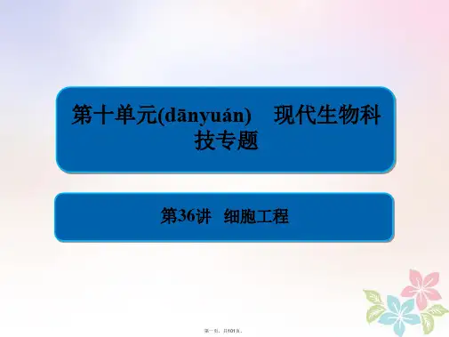 全国版高考生物一轮复习第36讲细胞工程课件