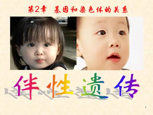 《伴性遗传》课件PPT演示课件