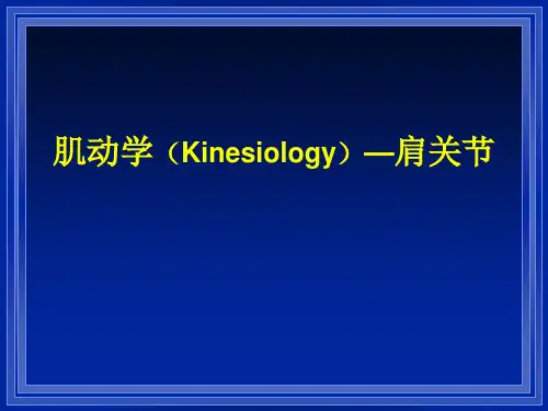 肌动学—肩部PPT课件