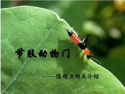 隐翅虫的相关介绍