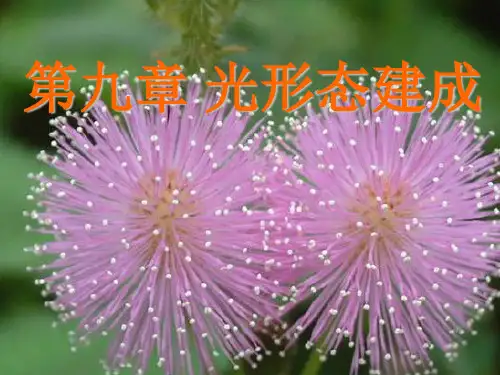 植物生理学 光形态建成