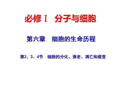 2015届高考生物一轮复习课件：1.4.2 细胞的分化、衰老、凋亡及癌变(人教版)