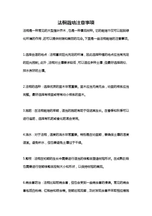 法桐栽培注意事项