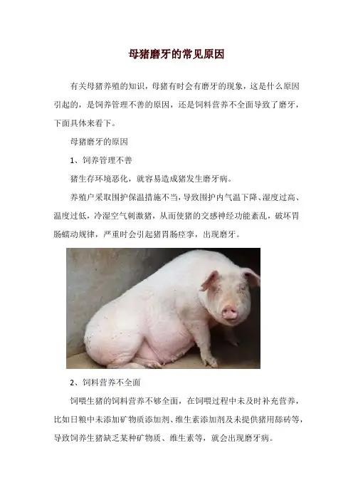 母猪磨牙的常见原因