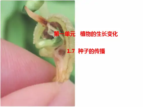 教科版四年级下册第一单元7.种子的传播-课件
