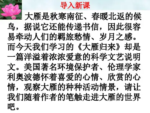 八年级语文部编版下册《大雁归来》优秀PPT课件(共33页)