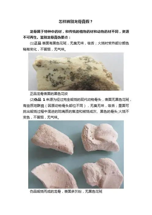 怎样辨别龙骨真假？