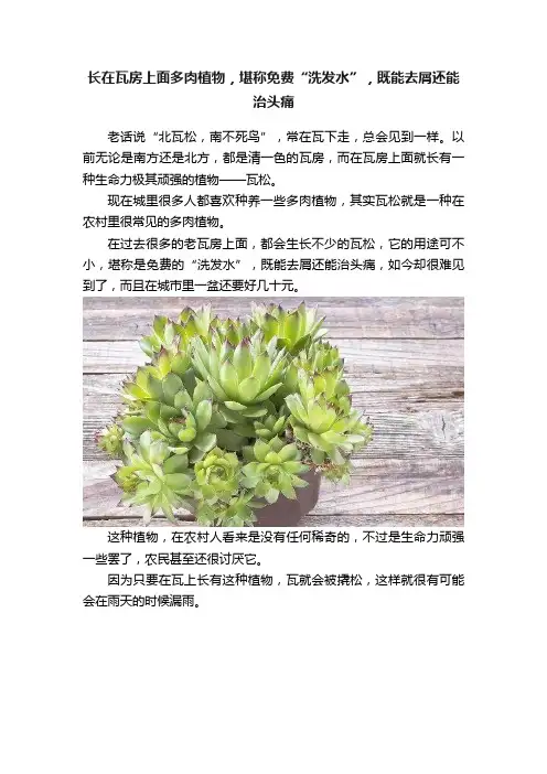 长在瓦房上面多肉植物，堪称免费“洗发水”，既能去屑还能治头痛