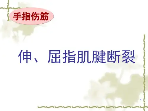 伸、屈指肌腱断裂(课堂PPT)