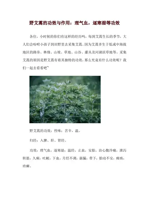 野艾蒿的功效与作用：理气血,逐寒湿等功效