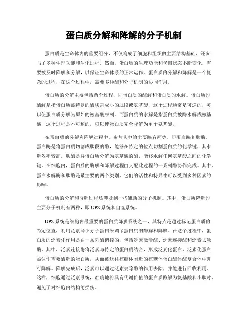 蛋白质分解和降解的分子机制
