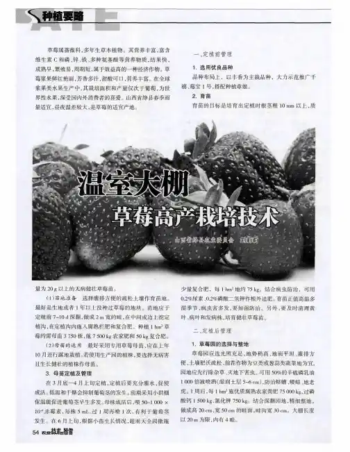 温室大棚草莓高产栽培技术
