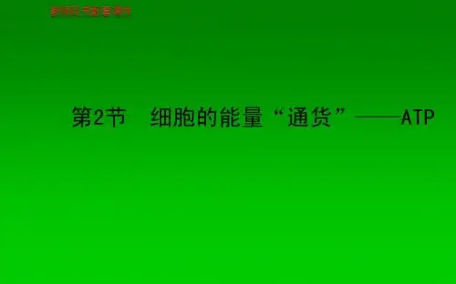 2013-2014学年高中生物 第5章  第2节 细胞的能量“通货”—atp课件 新人教版必修1