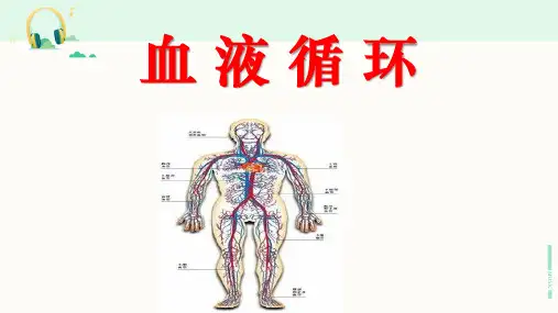 北师大版生物七年级下册《血液循环》课件