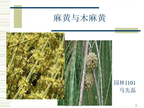 麻黄与木麻黄ppt课件