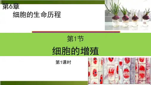 新【人教版材】细胞的增殖优秀ppt1