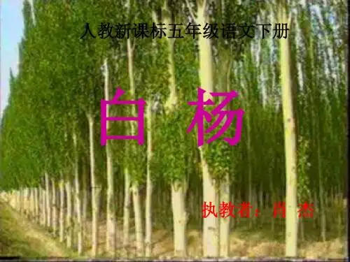 语文人教版五年级下册《白杨》PPT
