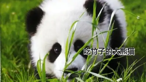 小学美术课件《吃竹子的大熊猫》PPT