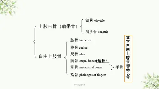 上肢骨、下肢骨课件