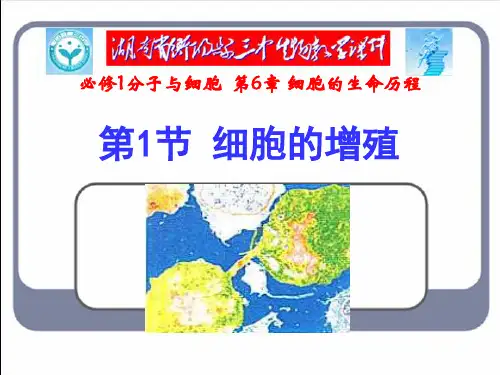 高三生物第一轮复习细胞的增殖1PPT课件