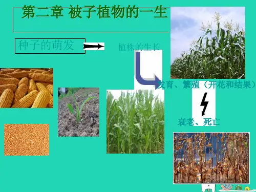 人教版3.2.1《种子的萌发》课件(48张ppt)(优质版)