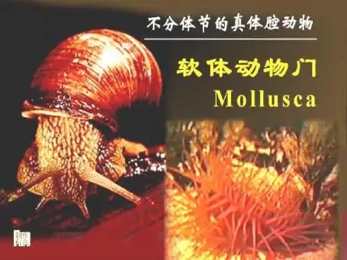 8软体动物门