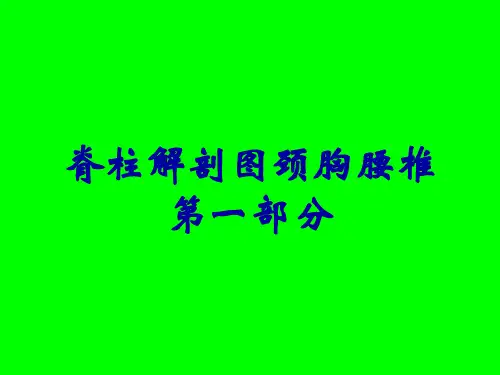 脊柱解剖图颈胸腰椎第一部分