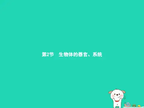 七年级生物上册 2.4.2 生物体的器官、系统课件 (新版)