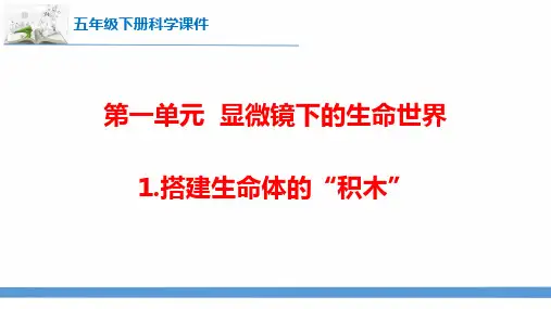 新苏教版五年级下册科学第一单元《显微镜下的生命世界》课件